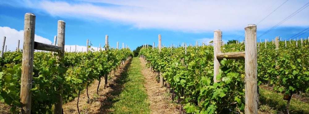 Huxbear Vineyard