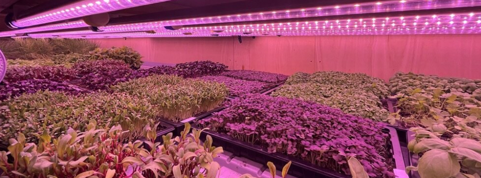 Devon Microgreens