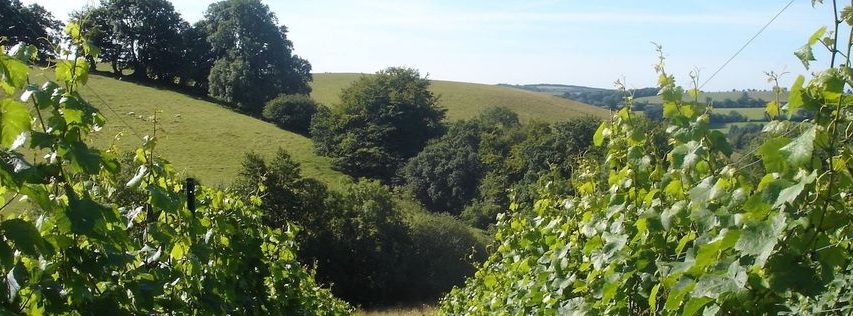 Wellhayes Vineyard