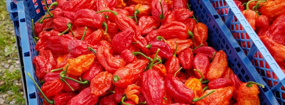 South Devon Chilli Farm