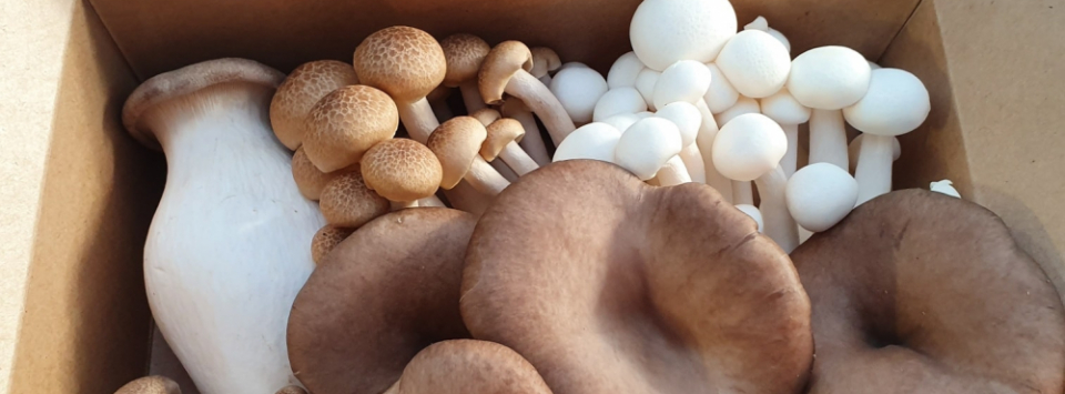 Forest Fungi Devon Ltd